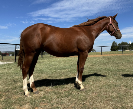 HorseID: 2307355 Sultry Sunset - PhotoID: 1091267