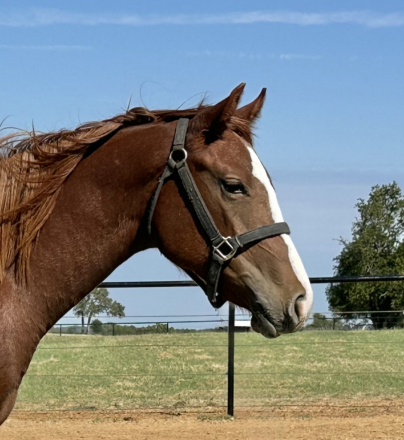 HorseID: 2307355 Sultry Sunset - PhotoID: 1094225