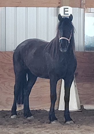 HorseID: 2307369 Hailey Storm - PhotoID: 1091335