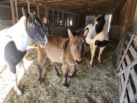 HorseID: 2307513 Johnny - PhotoID: 1095105