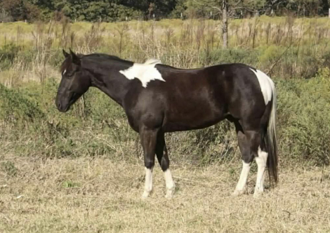 HorseID: 2307592 BATMAN - PhotoID: 1091540