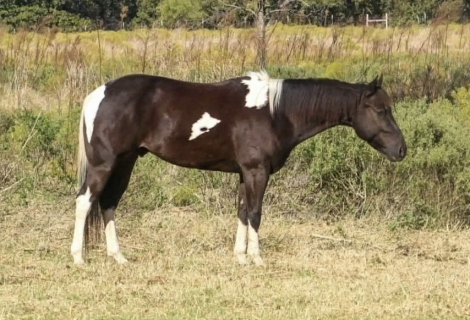 HorseID: 2307592 BATMAN - PhotoID: 1091541