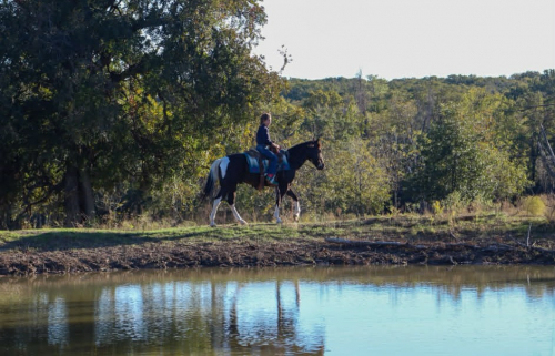 HorseID: 2307592 BATMAN - PhotoID: 1091543