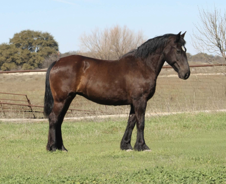 HorseID: 2307593 LIZZO - PhotoID: 1091544