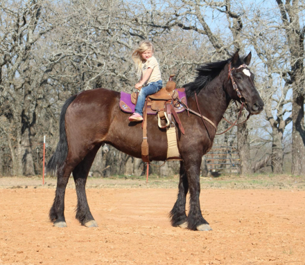 HorseID: 2307593 LIZZO - PhotoID: 1091545