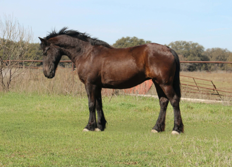 HorseID: 2307593 LIZZO - PhotoID: 1091546