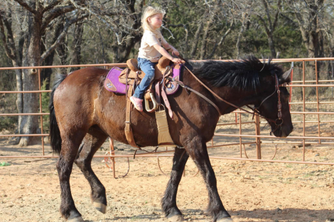 HorseID: 2307593 LIZZO - PhotoID: 1091547