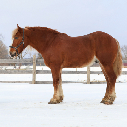 HorseID: 2307593 PRINCE - PhotoID: 1091545