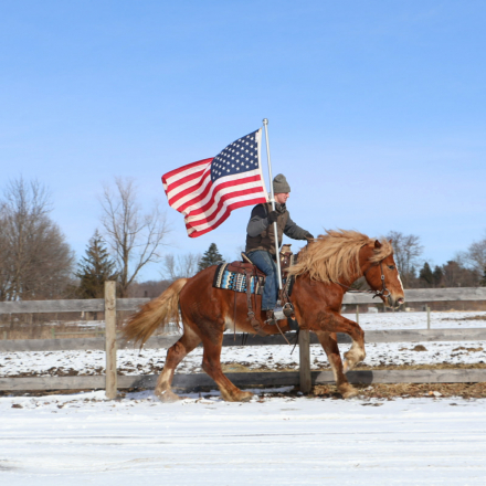 HorseID: 2307593 PRINCE - PhotoID: 1091546