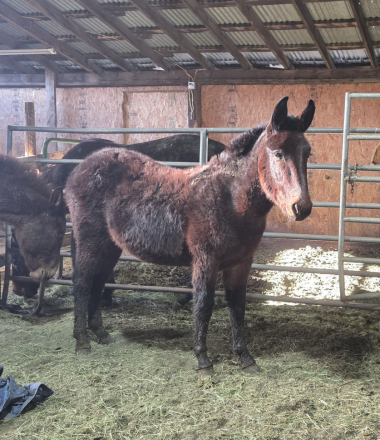 HorseID: 2307648 Rowyn - PhotoID: 1094792