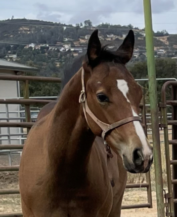 HorseID: 2307664 TO HONOR AND SERVE - PhotoID: 1094729