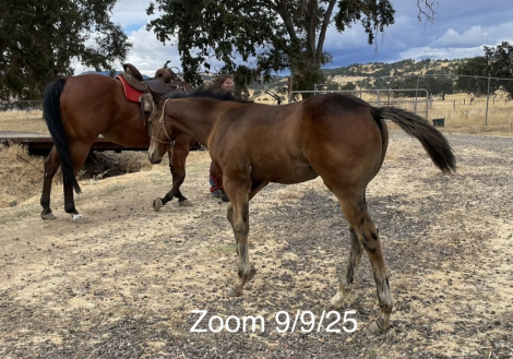 HorseID: 2307664 TO HONOR AND SERVE - PhotoID: 1094730