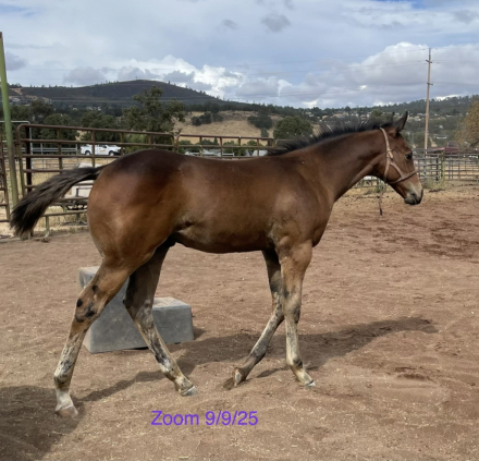 HorseID: 2307664 TO HONOR AND SERVE - PhotoID: 1094731