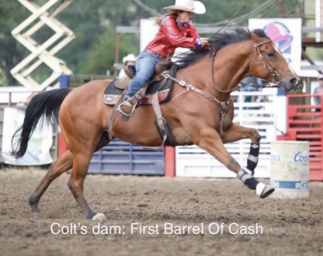 HorseID: 2307664 TO HONOR AND SERVE - PhotoID: 1094733