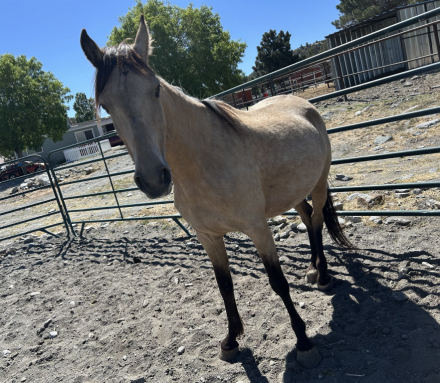 HorseID: 2307717 Final Touch of Gold - PhotoID: 1094349