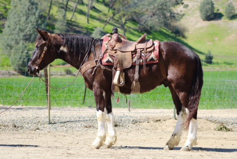 HorseID: 2307860 MATER - PhotoID: 1091923