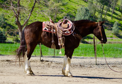 HorseID: 2307860 MATER - PhotoID: 1091924