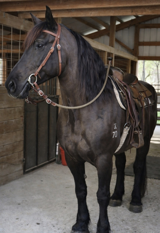 HorseID: 2307860 MAGGIE - PhotoID: 1091923