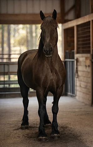 HorseID: 2307860 MAGGIE - PhotoID: 1091924