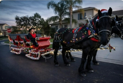 HorseID: 2307860 MAGGIE - PhotoID: 1091925