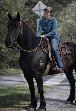 HorseID: 2307860 MAGGIE - PhotoID: 1091926