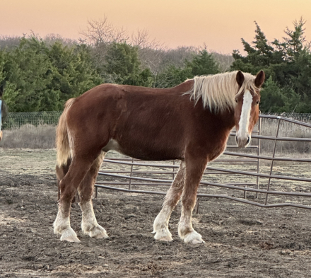 HorseID: 2307987 Clegane - PhotoID: 1094608