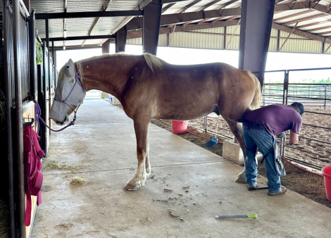 HorseID: 2307987 Clegane - PhotoID: 1094610