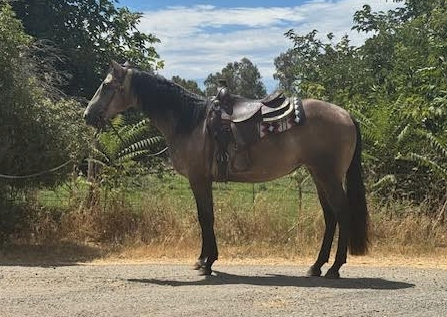 HorseID: 2308063 Sheeza Smooth Bunny - PhotoID: 1092186