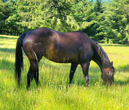 HorseID: 2308065 Cat On The Rum - PhotoID: 1092132