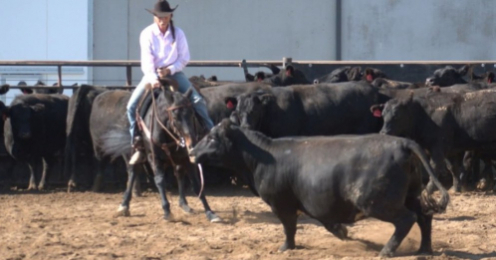 HorseID: 2308065 Cat On The Rum - PhotoID: 1092133