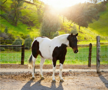 HorseID: 2308121 CHANEL - PhotoID: 1092206