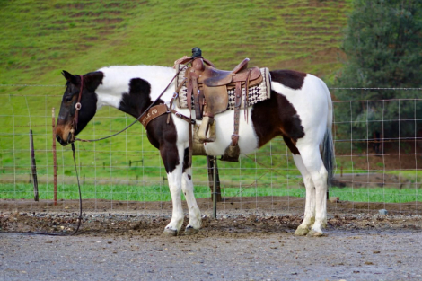 HorseID: 2308121 CHANEL - PhotoID: 1092207