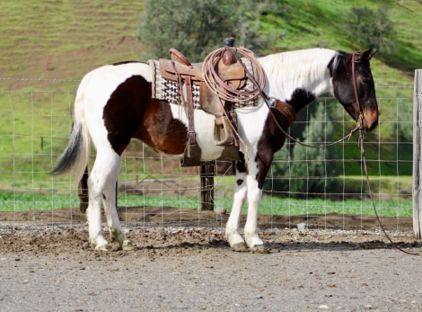 HorseID: 2308121 CHANEL - PhotoID: 1092208