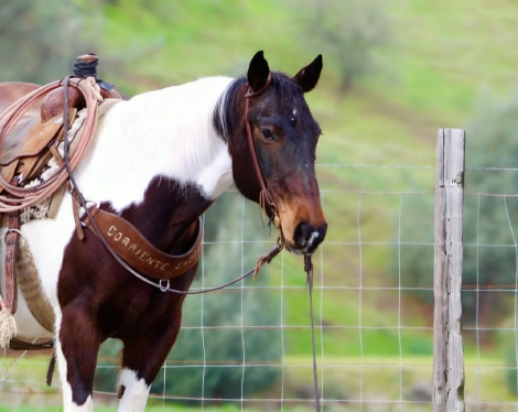 HorseID: 2308121 CHANEL - PhotoID: 1092209