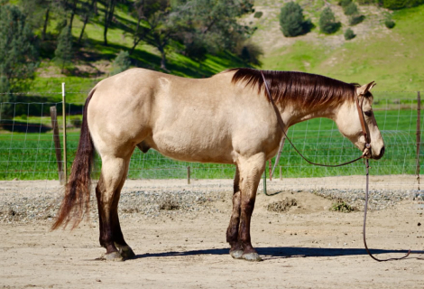 HorseID: 2308122 SPOOKS LIL GALLO - PhotoID: 1092214