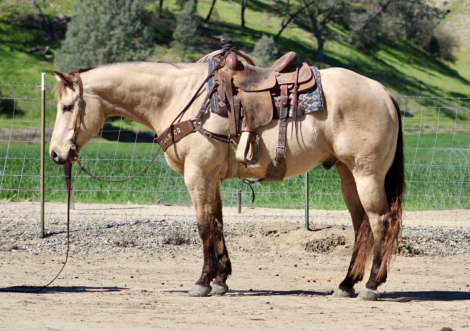 HorseID: 2308122 SPOOKS LIL GALLO - PhotoID: 1092215