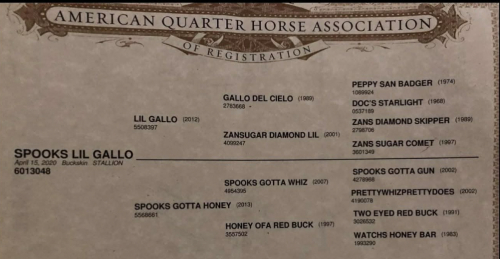 HorseID: 2308122 SPOOKS LIL GALLO - PhotoID: 1092217