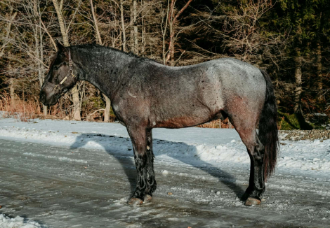 HorseID: 2308123 VALENTINO - PhotoID: 1092210