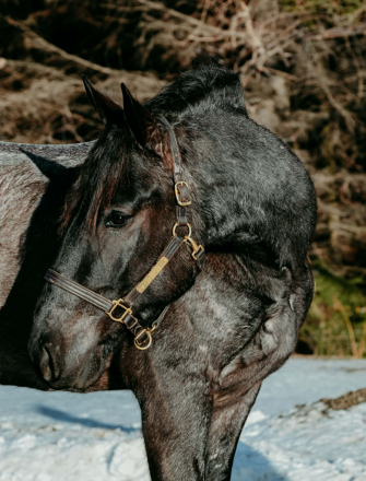 HorseID: 2308123 VALENTINO - PhotoID: 1092211