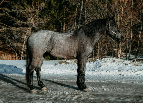 HorseID: 2308123 VALENTINO - PhotoID: 1092212