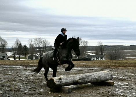 HorseID: 2308123 VALENTINO - PhotoID: 1092213