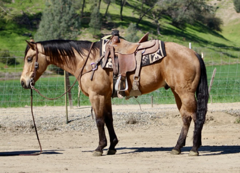 HorseID: 2308124 AJ - PhotoID: 1092219