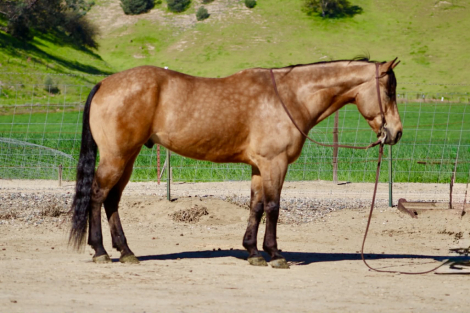 HorseID: 2308124 AJ - PhotoID: 1092220