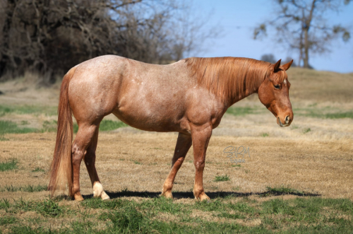 HorseID: 2308125 FLASHED BY A BARTENDER - PhotoID: 1092222