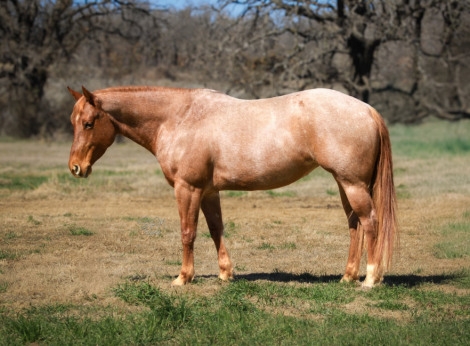 HorseID: 2308125 FLASHED BY A BARTENDER - PhotoID: 1092223
