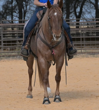 HorseID: 2308125 FLASHED BY A BARTENDER - PhotoID: 1092224