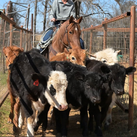 HorseID: 2308125 FLASHED BY A BARTENDER - PhotoID: 1092225