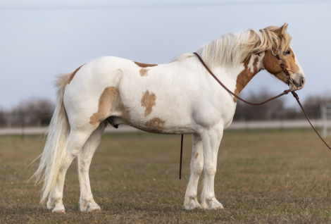 HorseID: 2308146 MONGO - PhotoID: 1092203