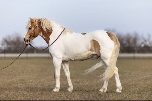 HorseID: 2308146 MONGO - PhotoID: 1092204