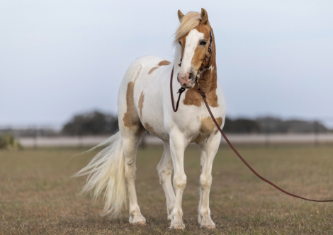 HorseID: 2308146 MONGO - PhotoID: 1092205